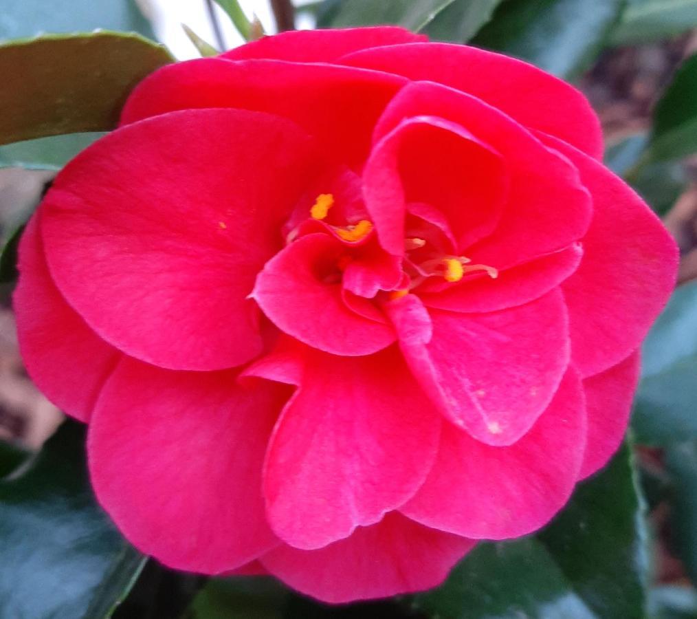 Maison Longere Les Camelias Vinneuf Zewnętrze zdjęcie