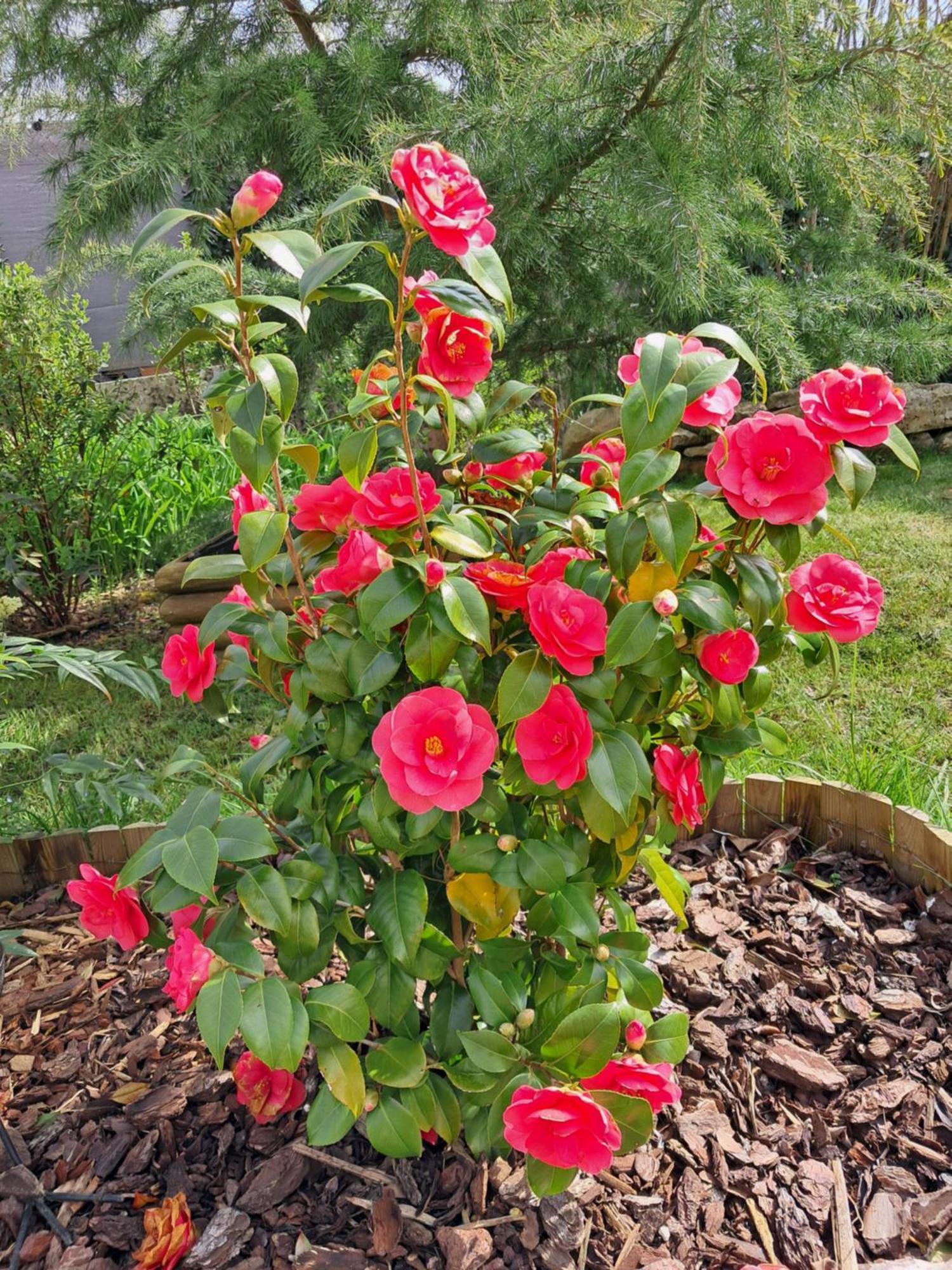 Maison Longere Les Camelias Vinneuf Zewnętrze zdjęcie